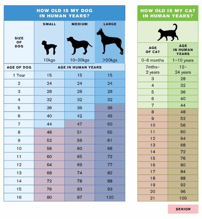 dog's life in years compared to humans