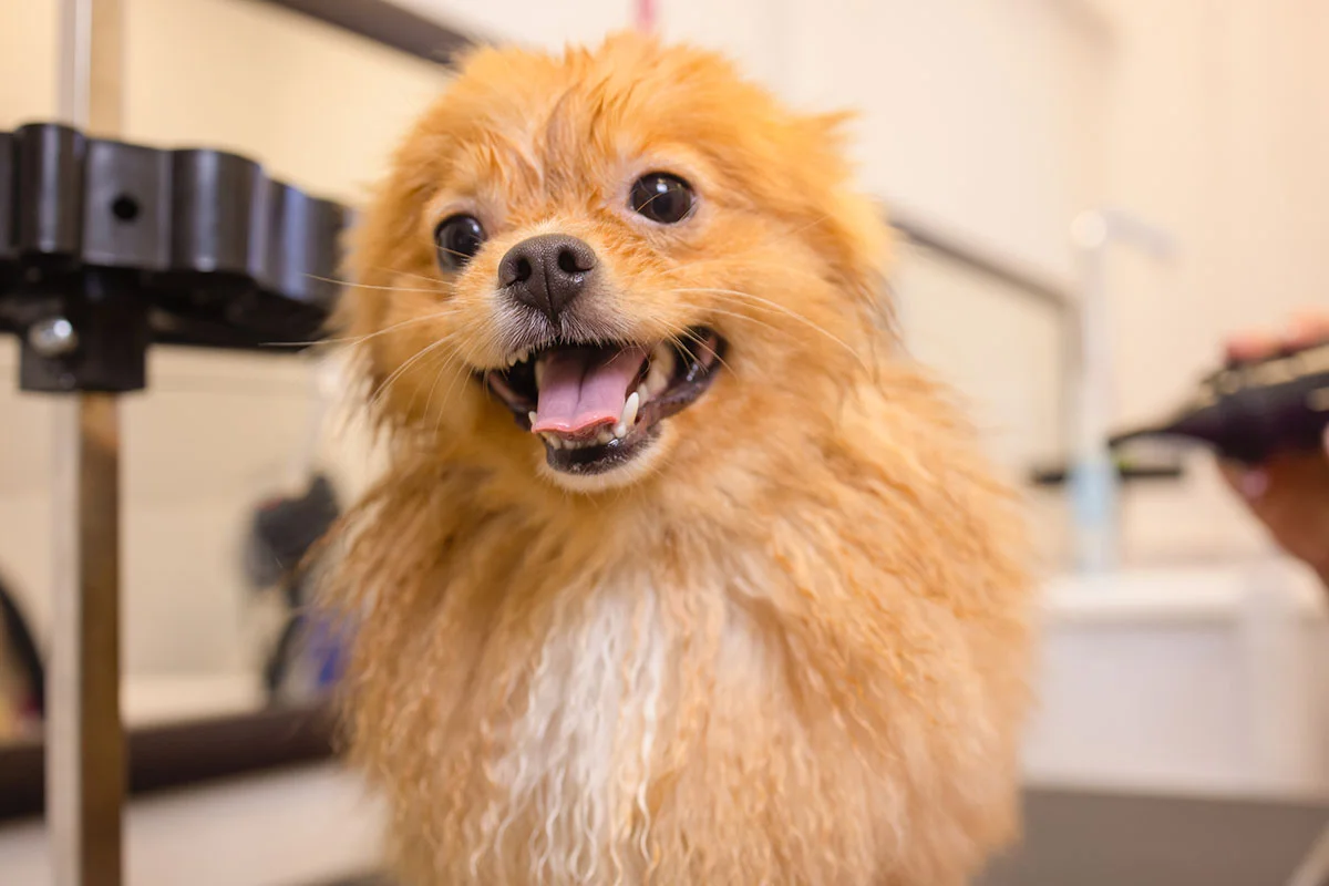 Adult Pet Booster Vaccines