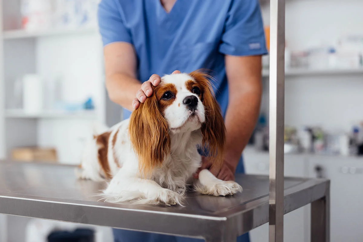 Advanced-Veterinary-Technology-for-Better-Pet-Care