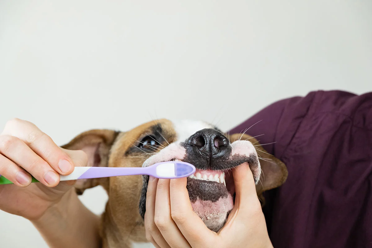 Pet dental cleaning for dogs and cats
