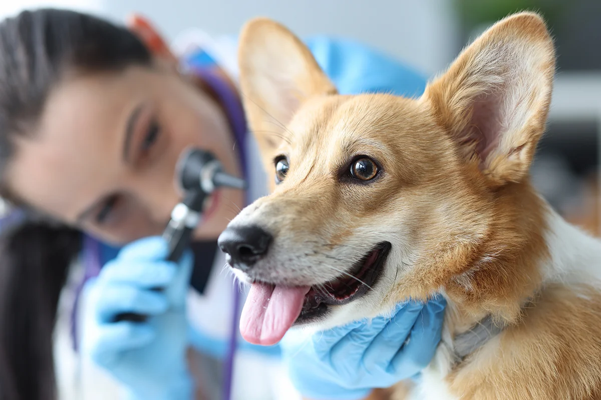 Compassionate Surgical Care for Dogs and Cats