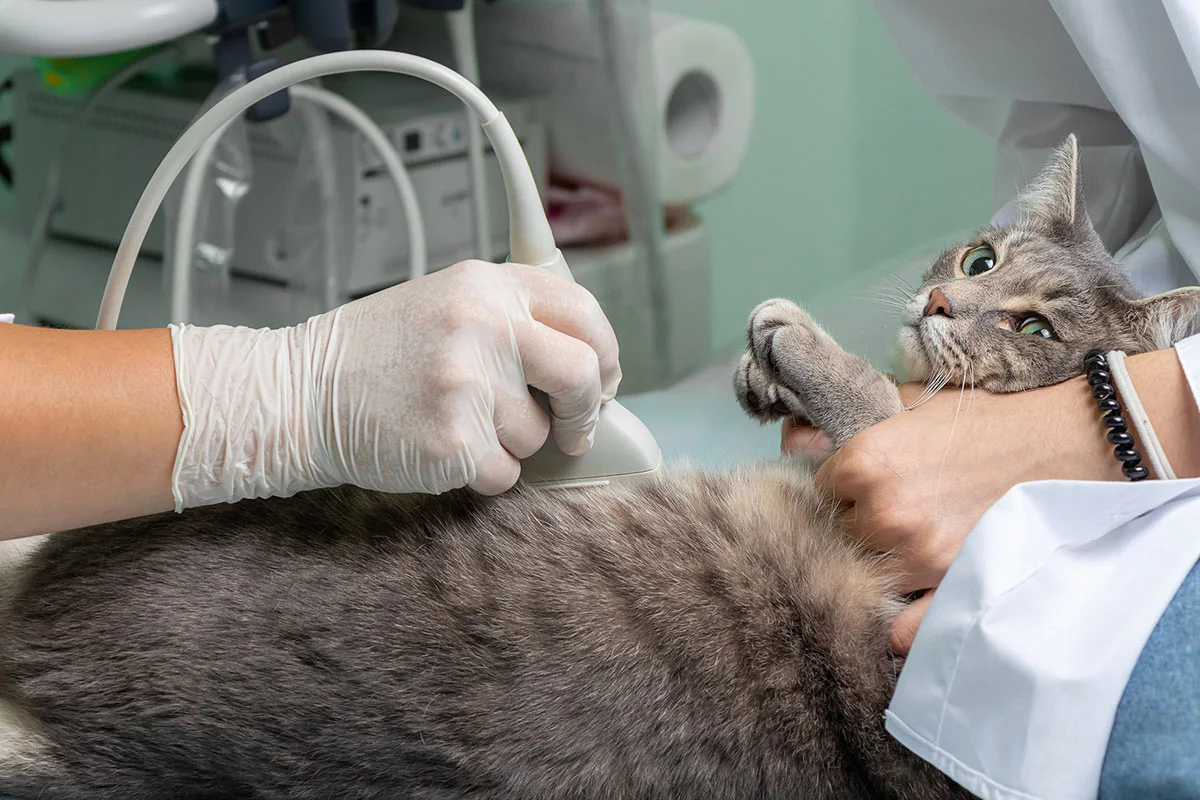 Veterinary diagnostics for dogs and cats in West Milford NJ