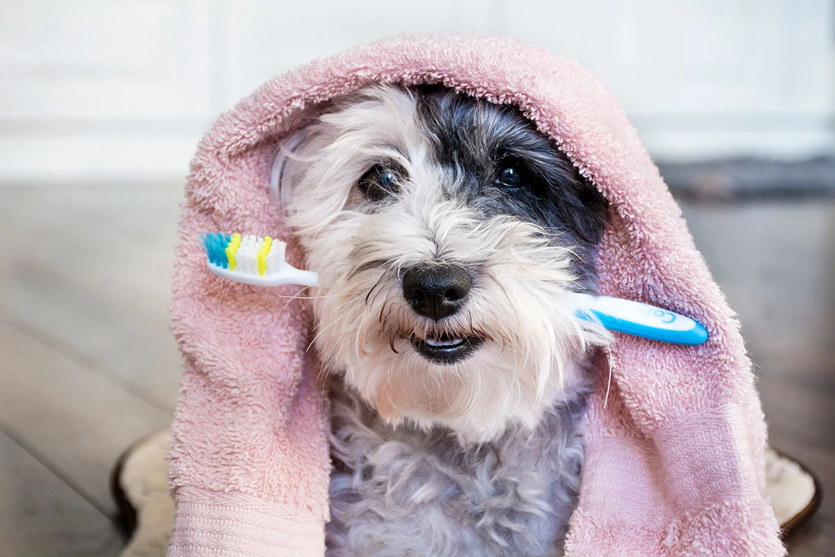 Veterinary dental X-ray for pets