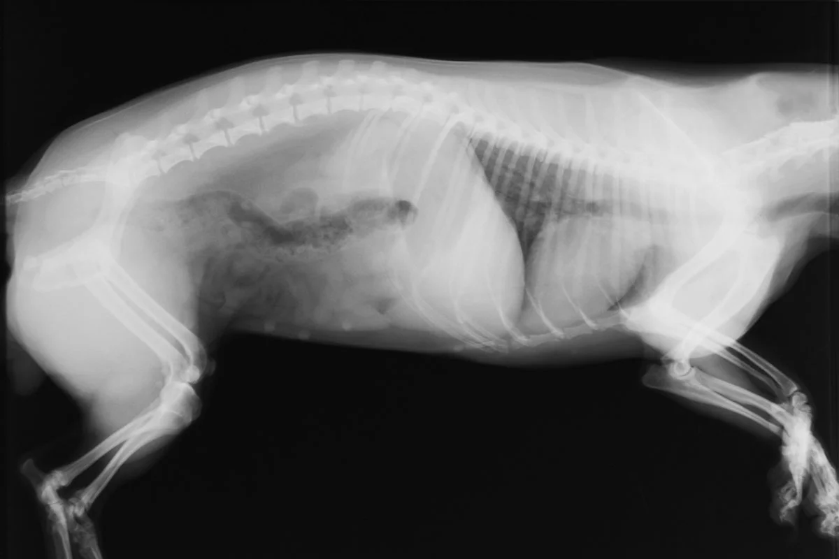 Digital X-rays and ultrasound for pets in West Milford NJ