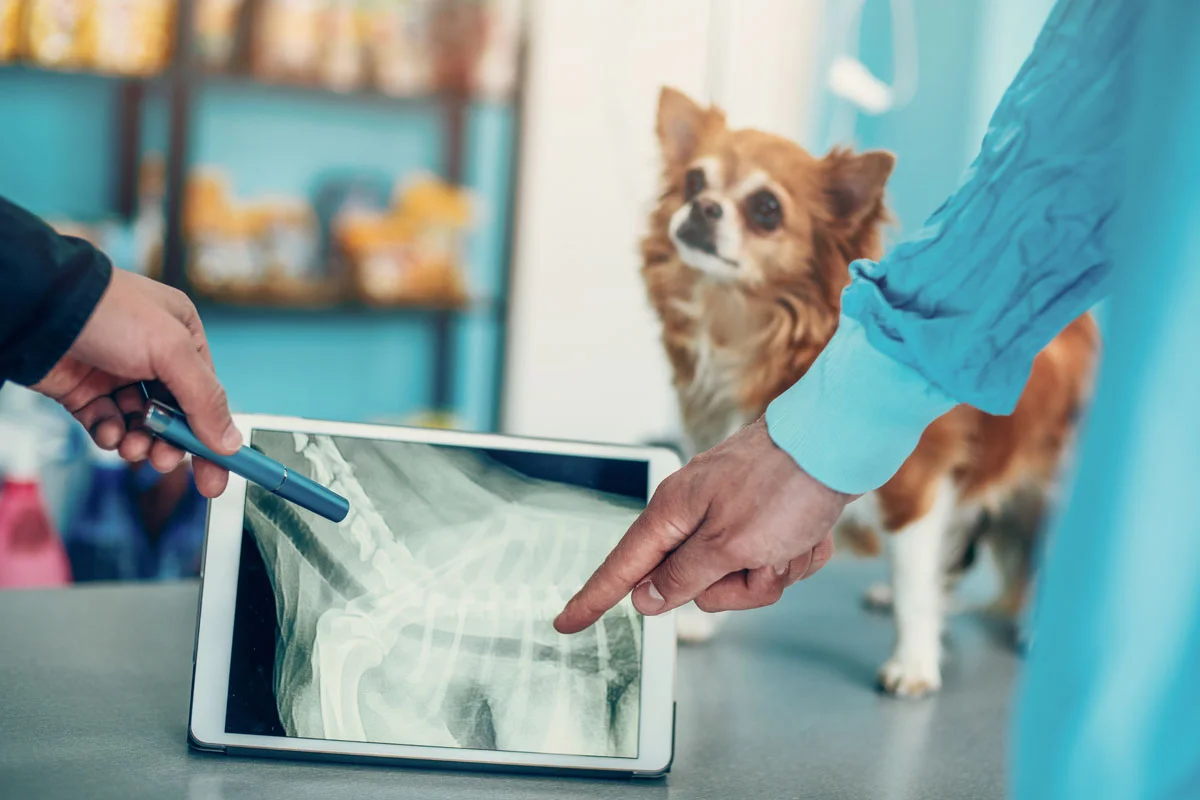 Veterinary laser therapy treatment for a dog in West Milford NJ