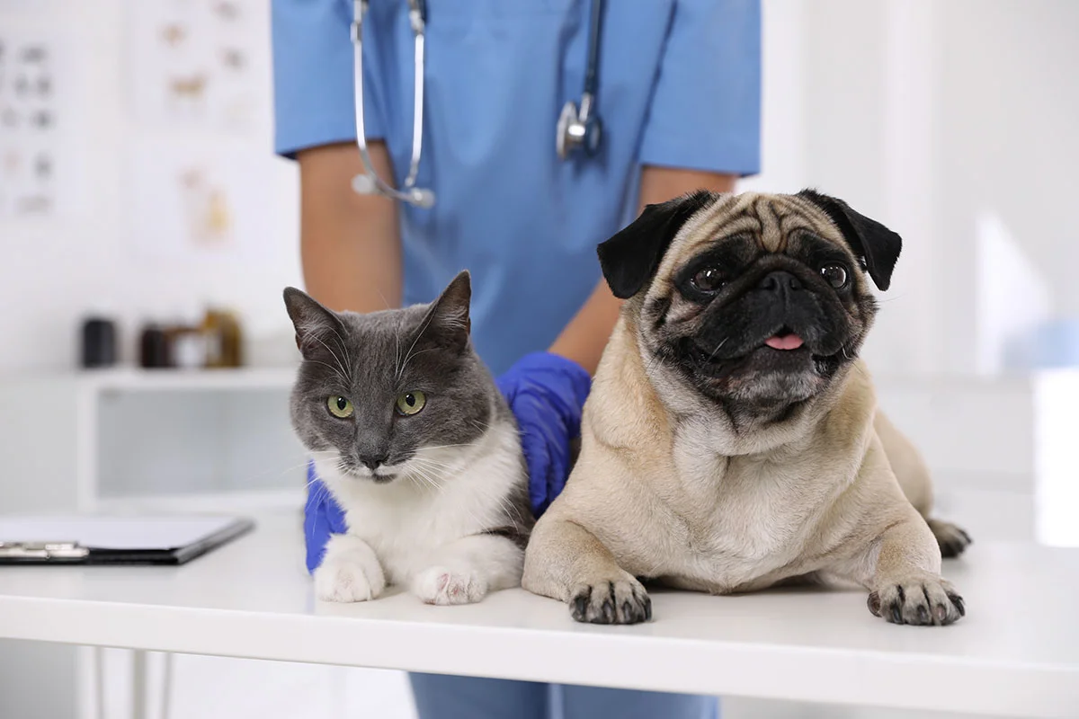 Loving-Care-Veterinary-Hospital