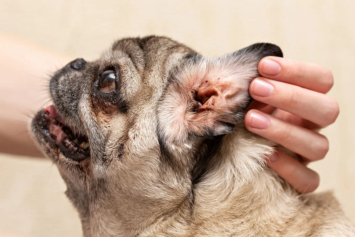 Veterinary parasite prevention for dogs and cats in West Milford NJ