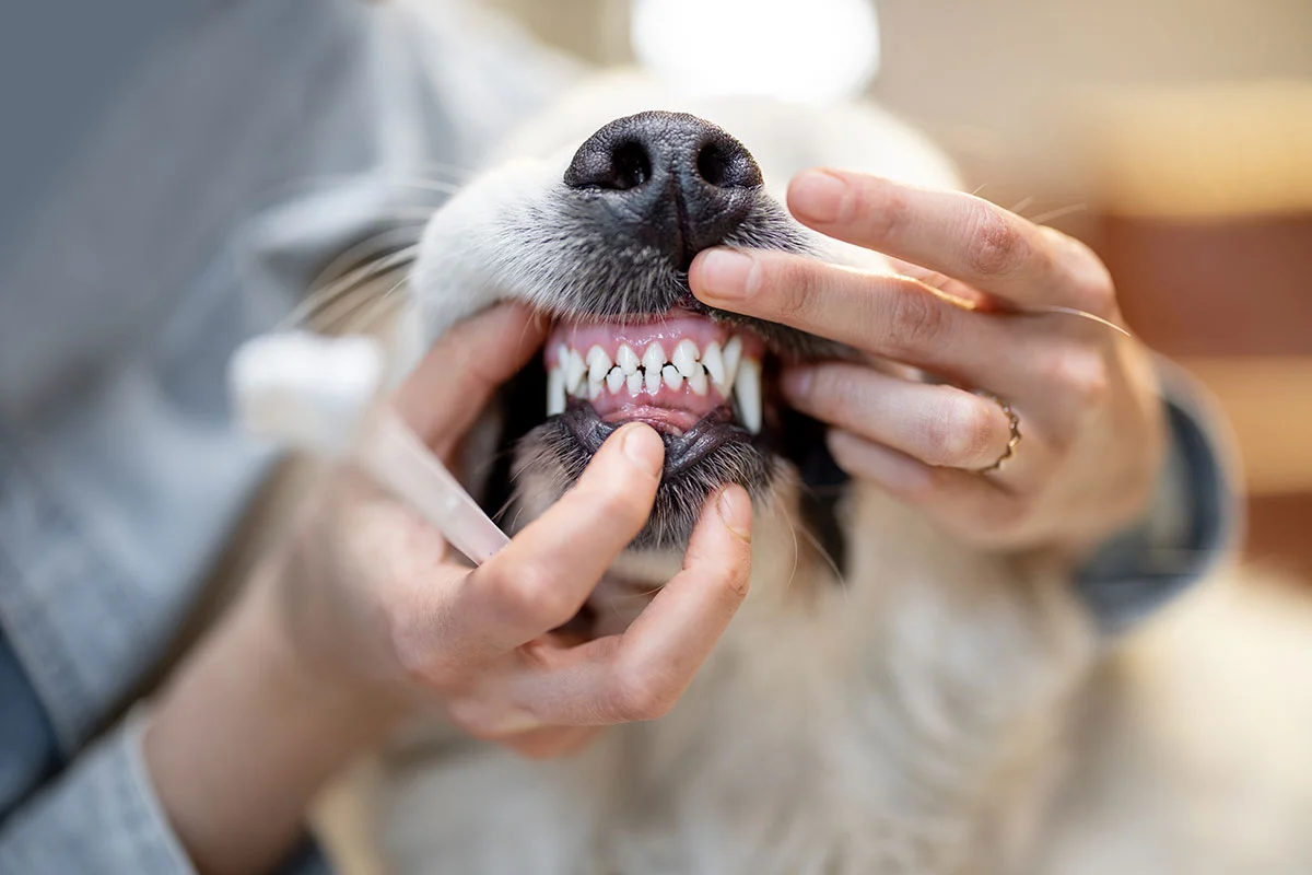 Professional Pet Dental Cleanings