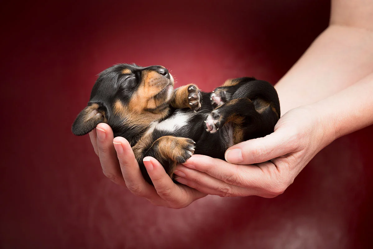 Puppy and kitten veterinary care in West Milford NJ