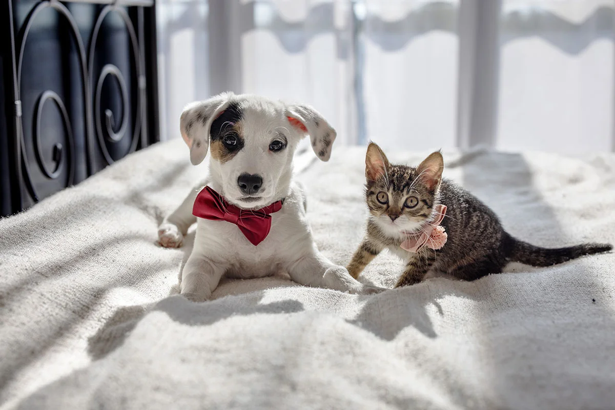 Puppy and Kitten Vaccination Schedules