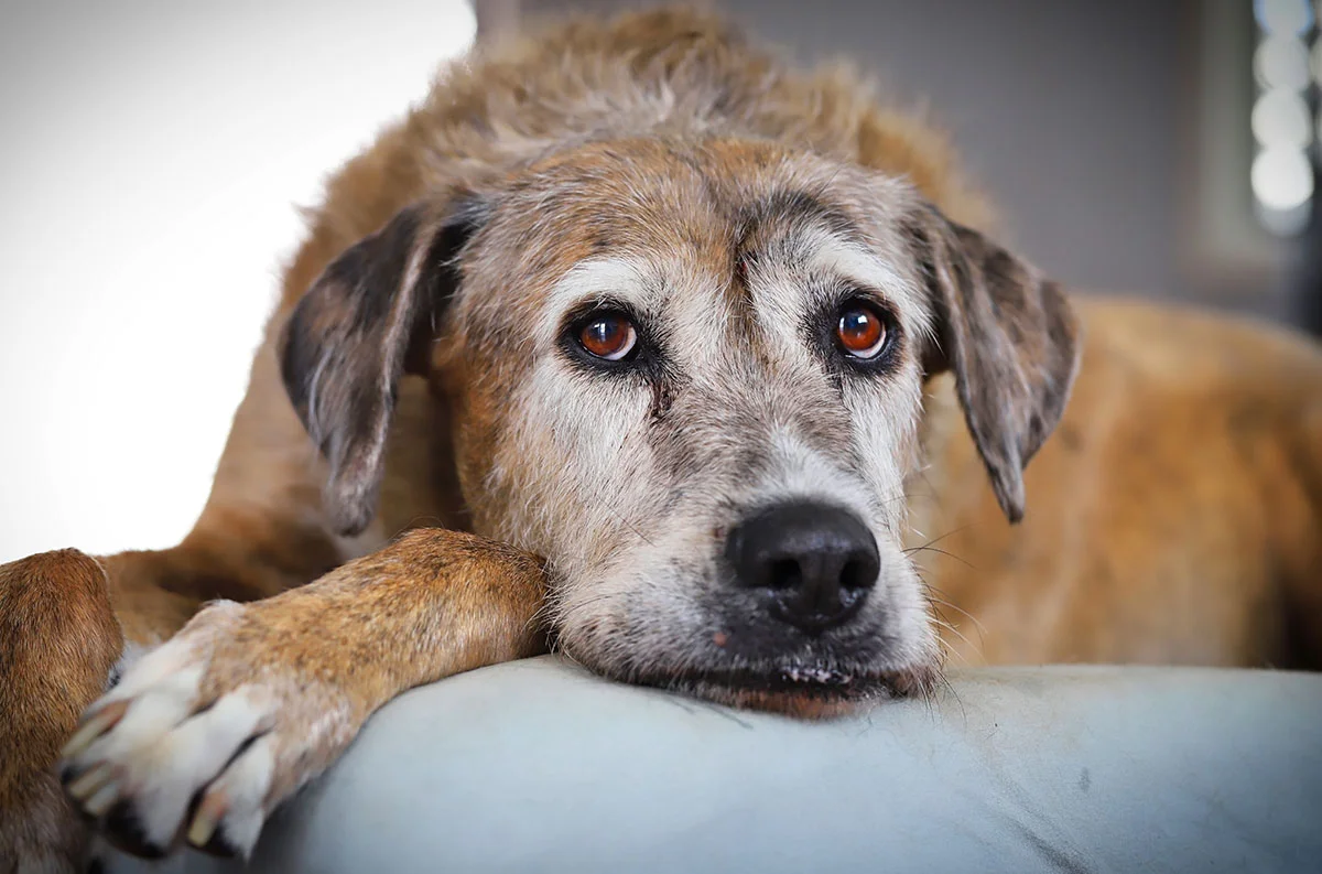 Senior Pets and Vaccination Needs