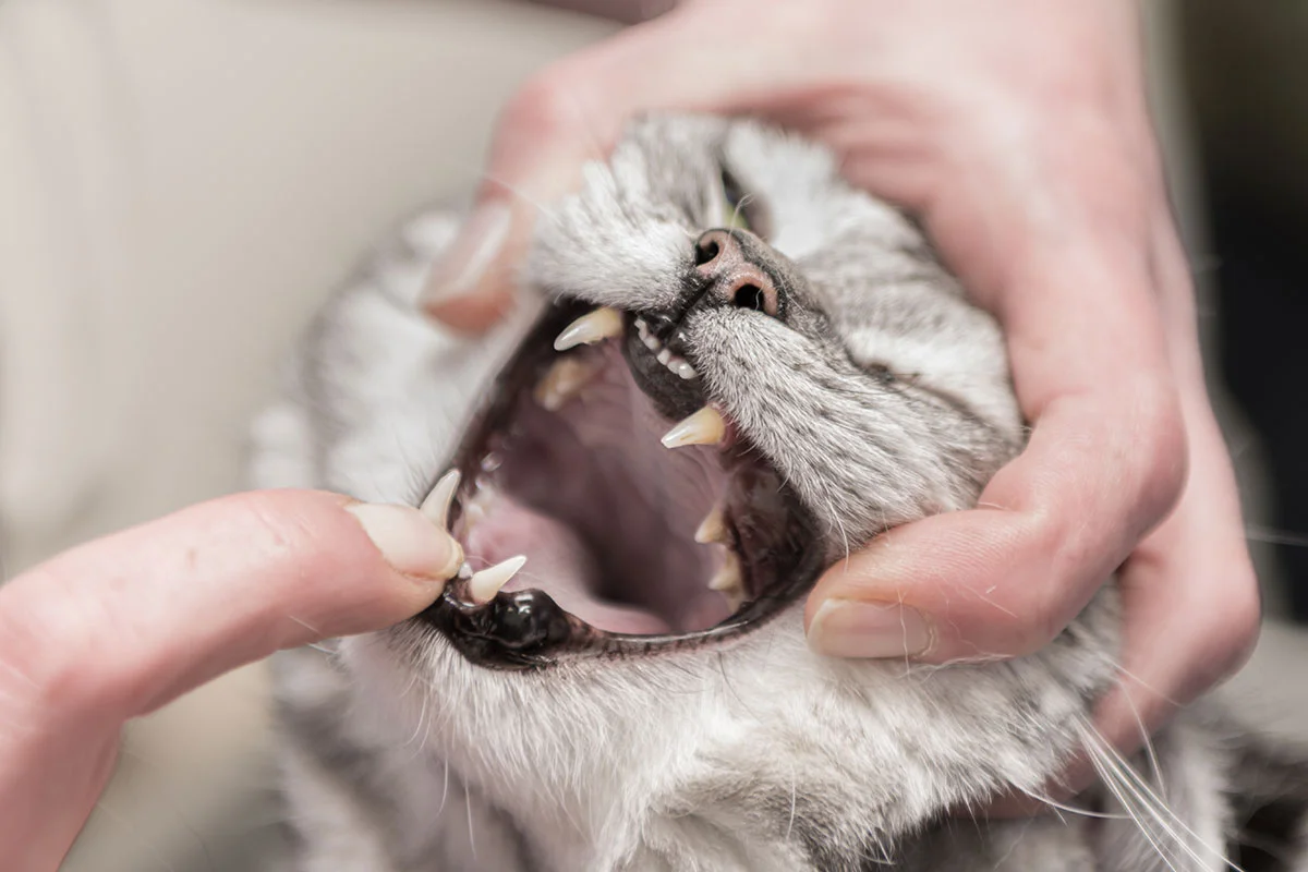Cat dental care at veterinary hospital in West Milford NJ