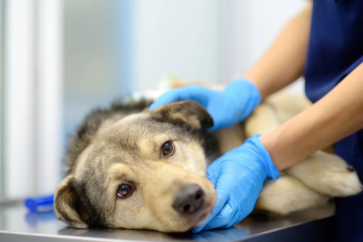 Spay and Neuter Surgery