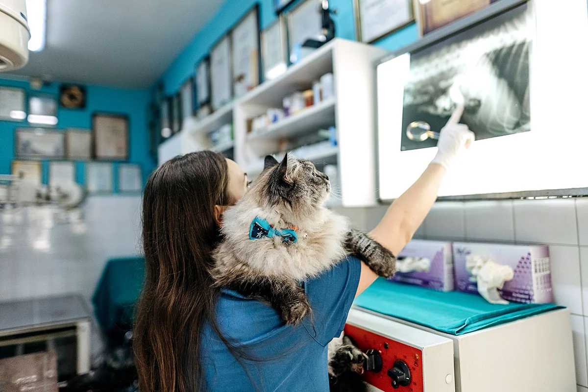Veterinary surgical care for dogs and cats in West Milford NJ
