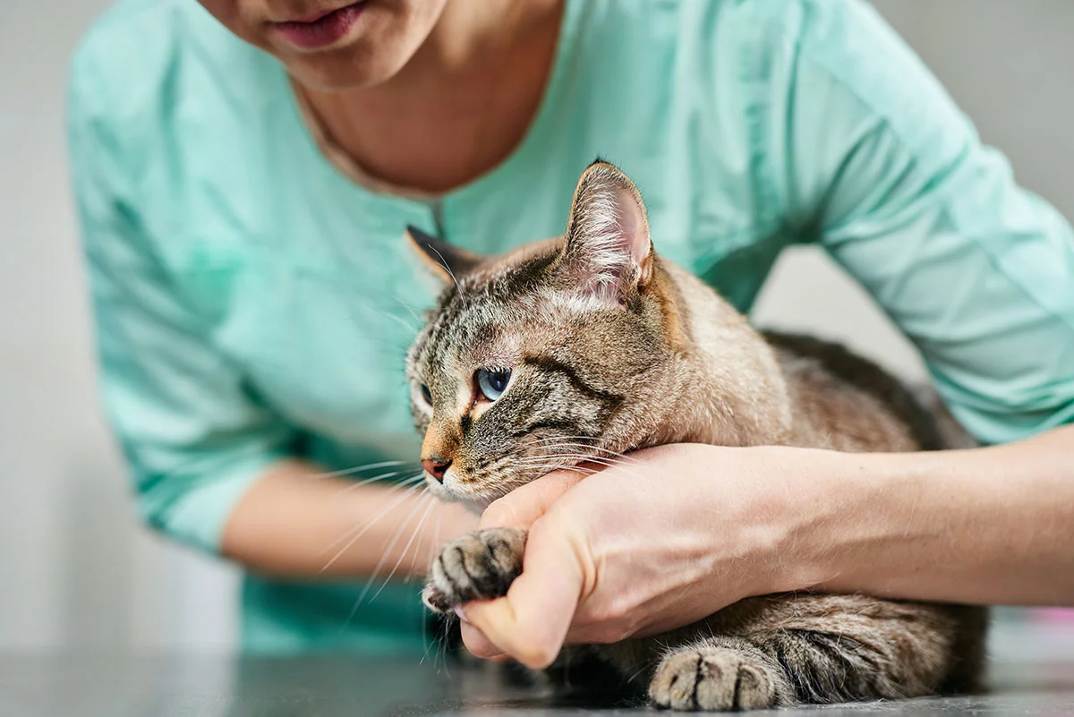Veterinary Surgery in West Milford, NJ
