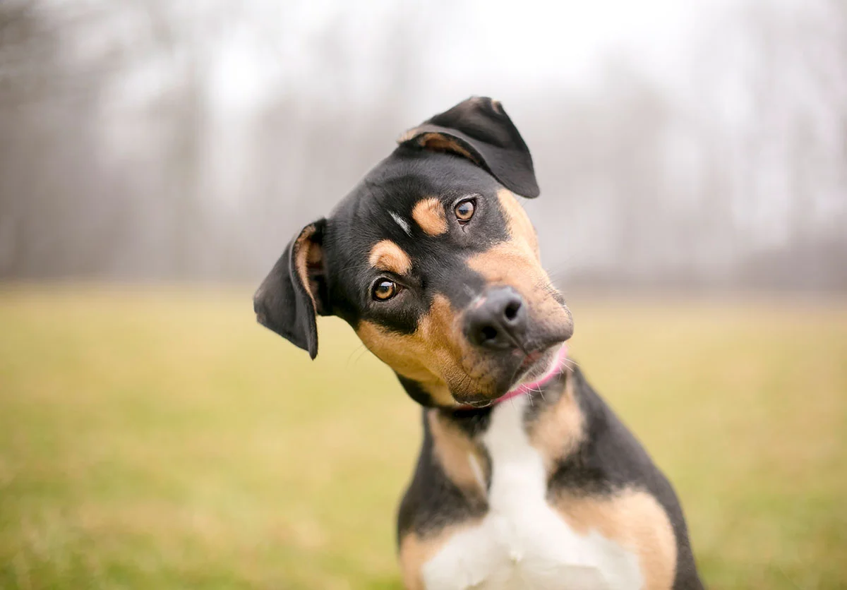Wellness Care for Adult Pets