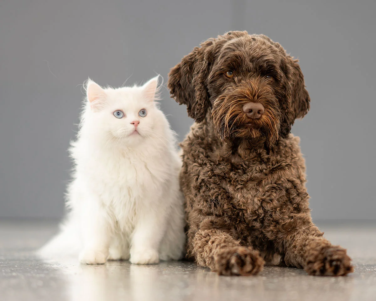 Wellness Care for Puppies and Kittens