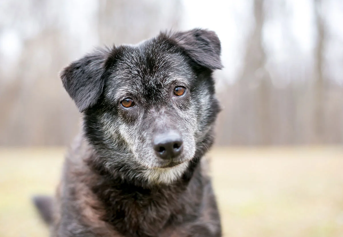 What to Expect Before Your Pet’s Surgery