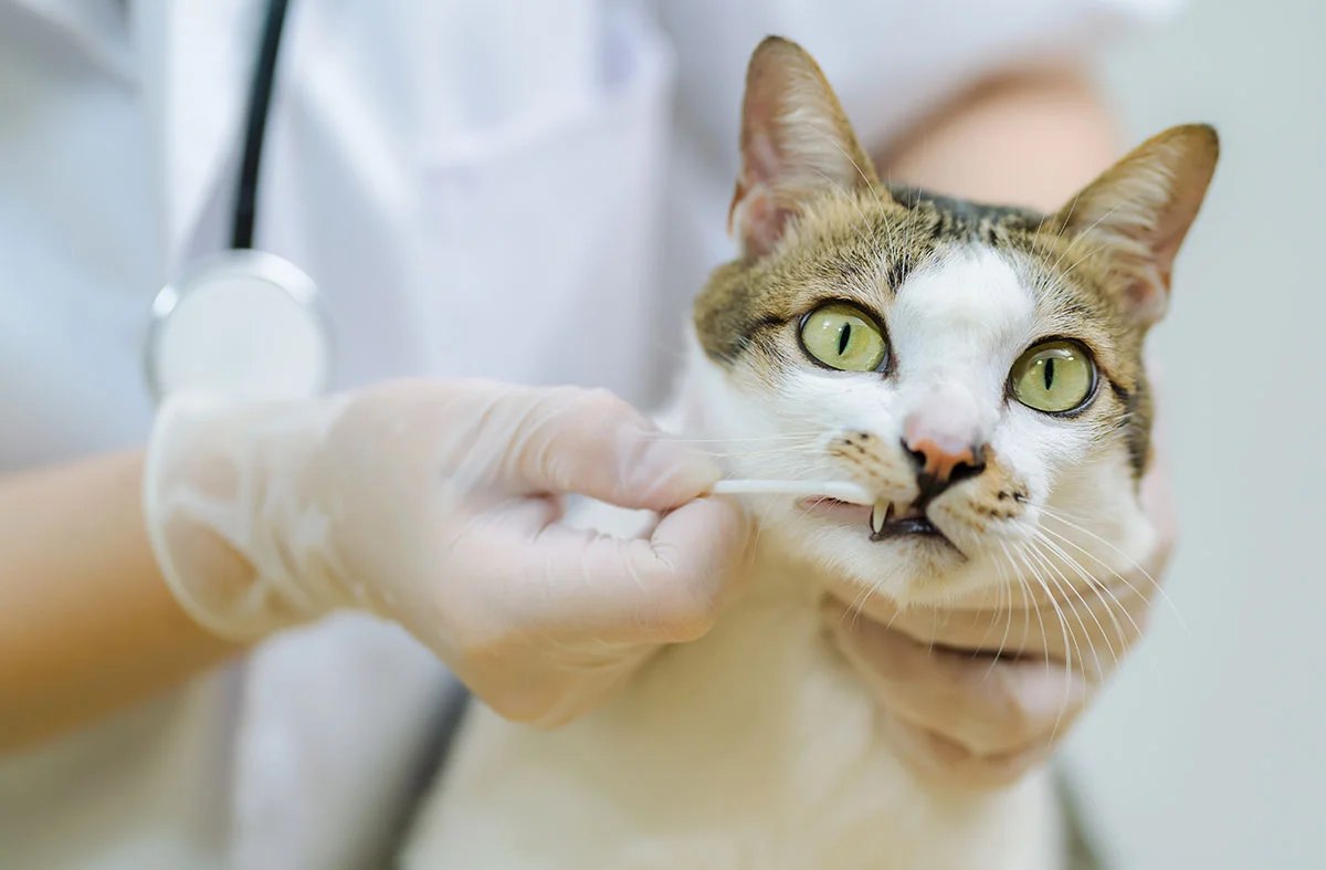 What to Expect During a Pet Dental Exam