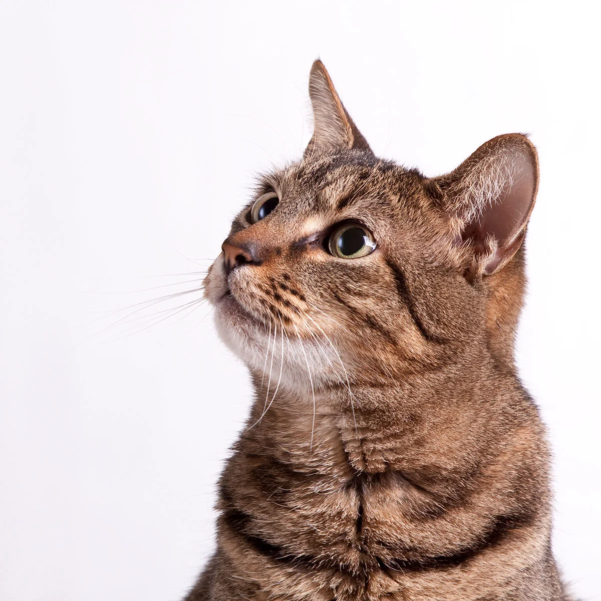 Why Choose Loving Care Veterinary Hospital for Preventive Care?