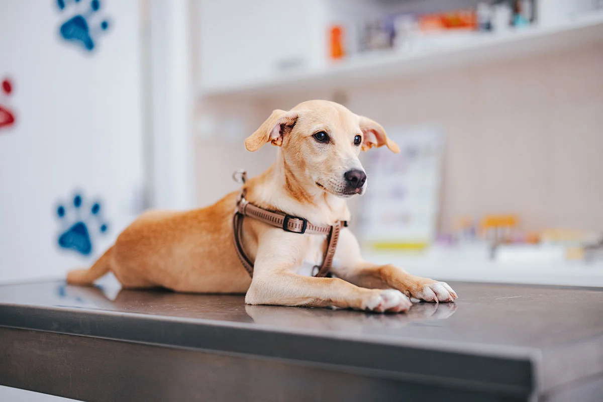 Why Choose Loving Care Veterinary Hospital for Vaccinations