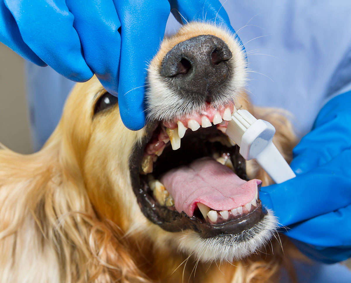 Dog receiving dental exam at Loving Care Veterinary Hospital in West Milford NJ