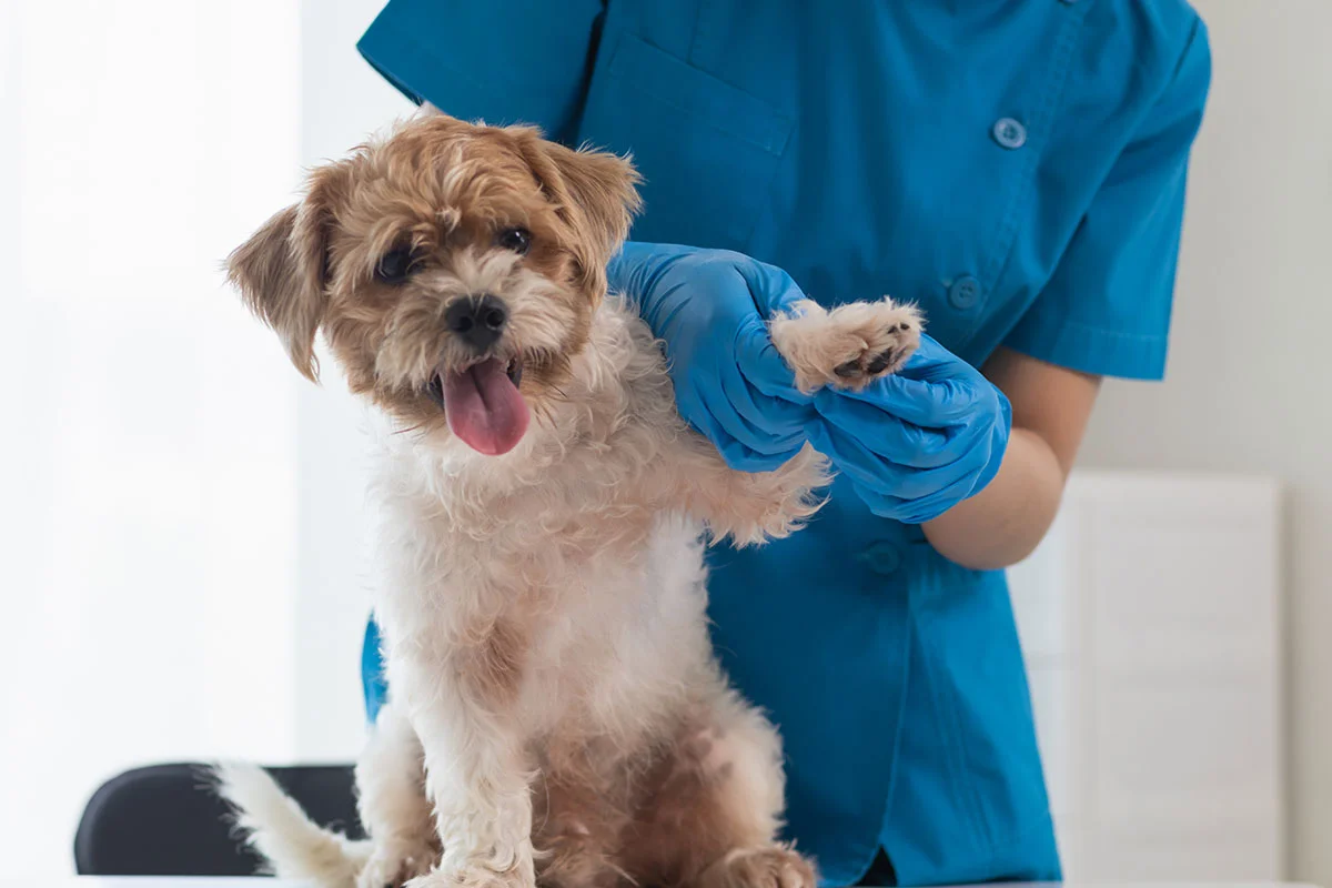 Why Vaccinations Matter