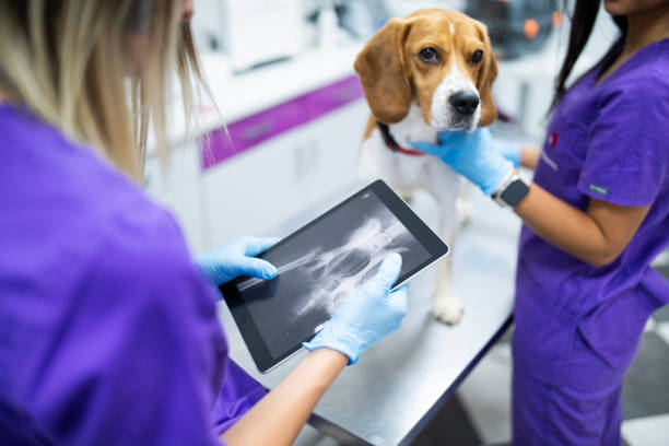 Faster Answers When Your Pet Needs Care