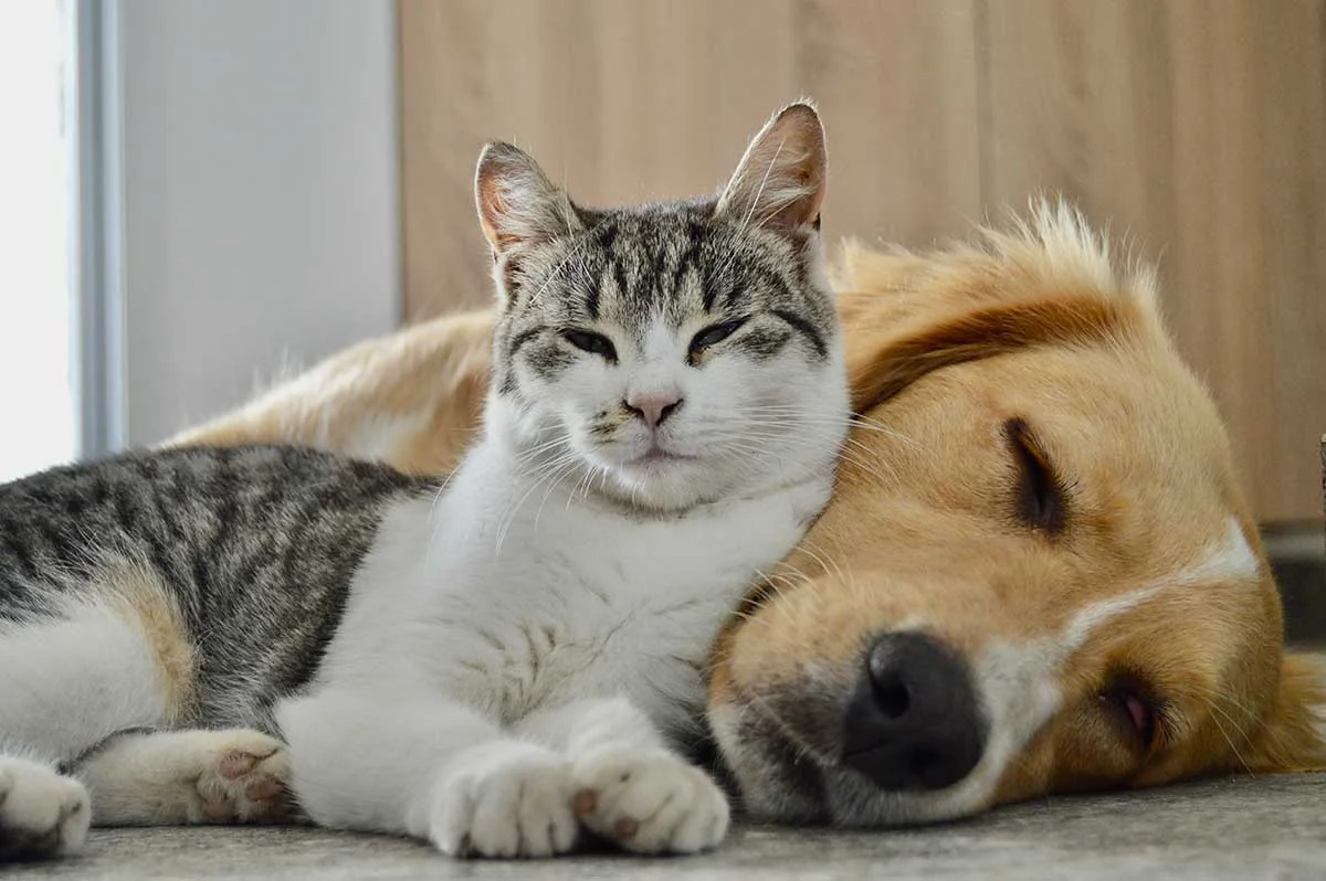Laser Therapy for Senior Dogs and Cats