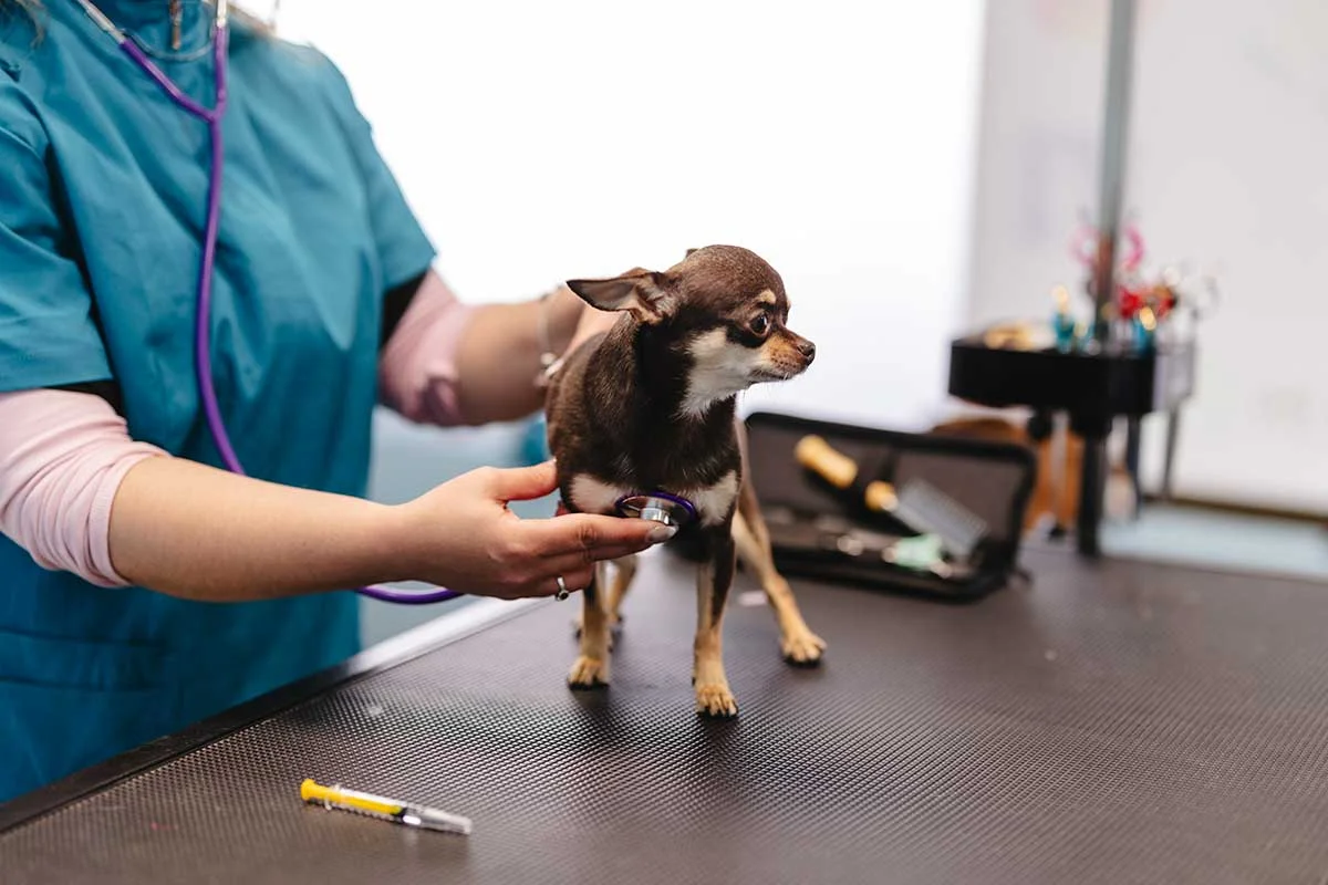 Signs Your Pet May Be Experiencing Pain