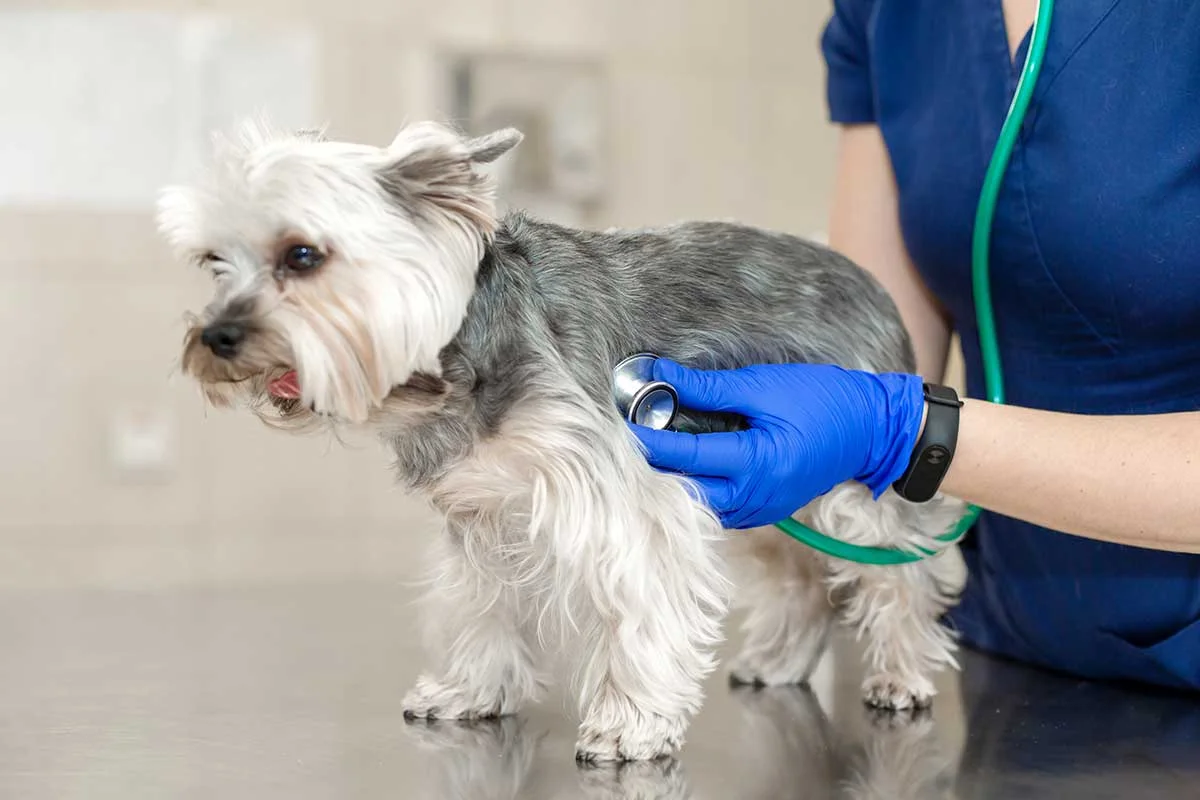 What Is the Best Age to Spay or Neuter a Pet?