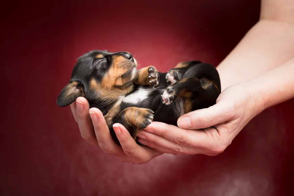 pet-prescription-refill-west-milford