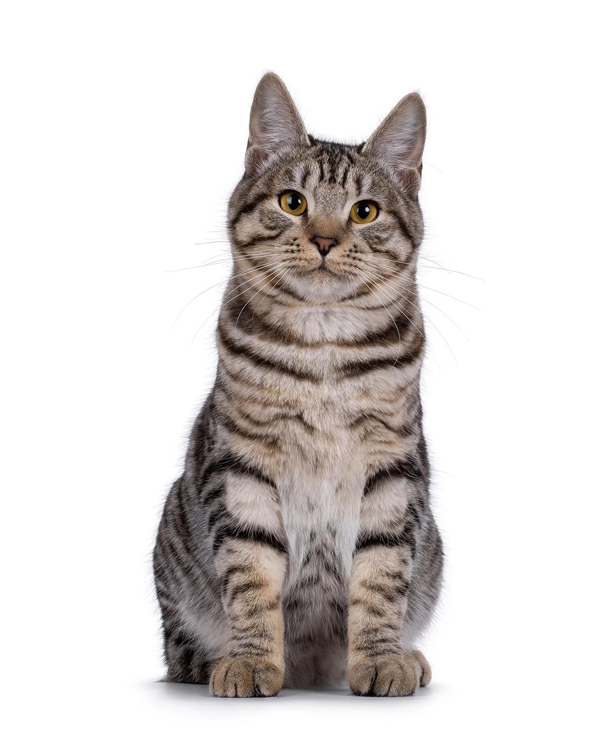 Stay Connected with PetDesk